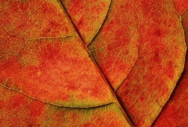 WA, Bellingham Dogwood leaf with veins in fall